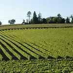 Les Arums De Fondeminjean