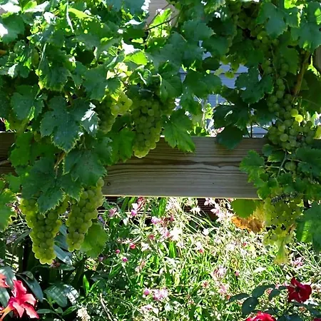 Les Arums De Fondeminjean B&B Vertheuil-en-Médoc