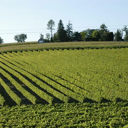 Les Arums De Fondeminjean