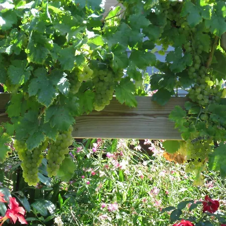 Les Arums De Fondeminjean * Vertheuil-en-Médoc