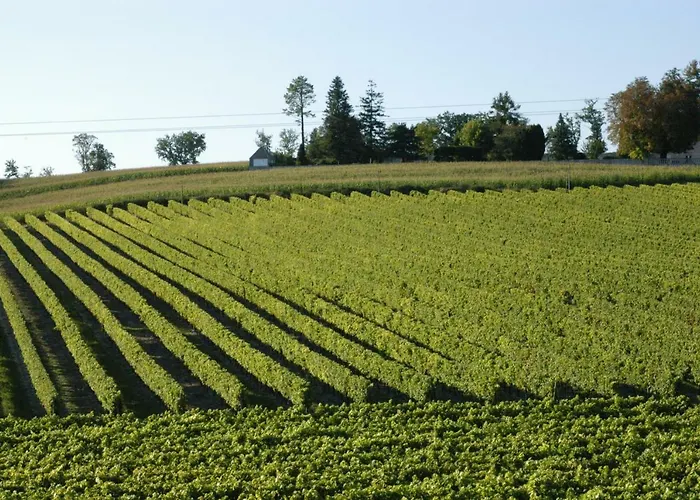 Les Arums De Fondeminjean